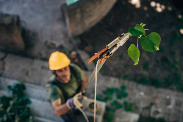 How Our Tree Care Process Works  in Highland Beach, FL